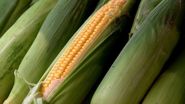 Suša uništila kukuruz u Banatu i čitavoj Vojvodini