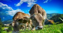 Stočari u SAD smanjuju stada zbog visokih cena prehrane