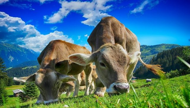Proizvođači mleka u Srbiji šalju predloge ministarki za spas farmi