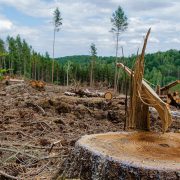 Svetski lideri saglasni da seča šuma prestane do 2030. godine