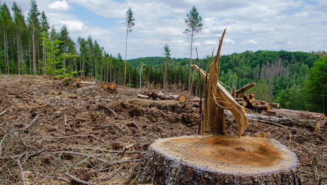Svetski lideri saglasni da seča šuma prestane do 2030. godine