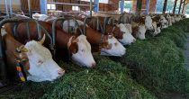Krave pasu travu u proizvodnji