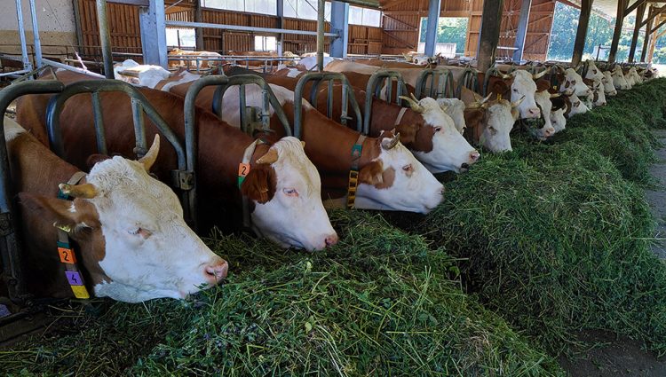 Dok su mlekare u EU prošle godine povećale proizvodnju, srpski farmeri preživljavali