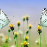 Zašto izumiru leptiri u Evropi?