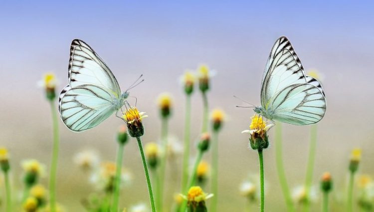 Zašto izumiru leptiri u Evropi?