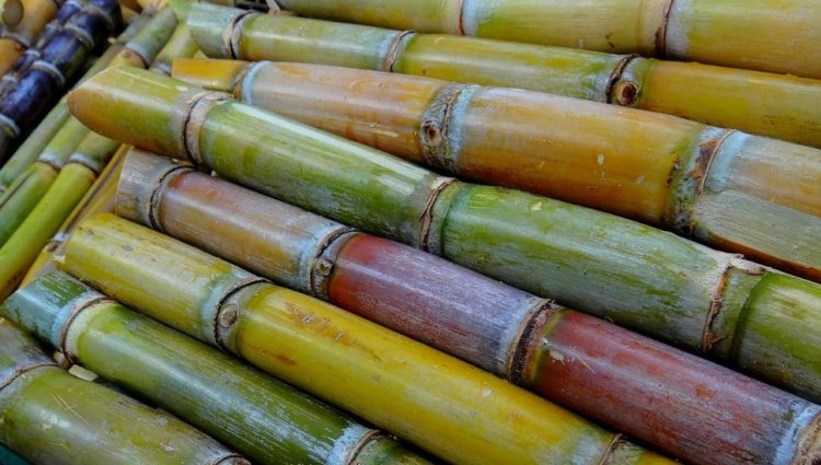 Indija do septembra povećava izvoz šećera za 1,2 miliona tona