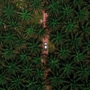 Izvoz palminog ulja iz Indonezije ove godine možda pada na 33,2 miliona tona