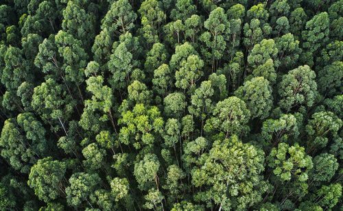 Količina posečenog drveta u datoj godini treba da bude niža od prirodne stope rasta šuma