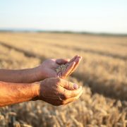 Vlada Srbije odobrila otkup 131.000 tona pšenice po 40 dinara sa PDV-om