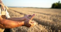 Pšenica, poljoprivreda