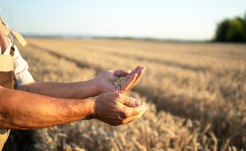 Savremena poljoprivreda traži znanje jednako koliko i rad