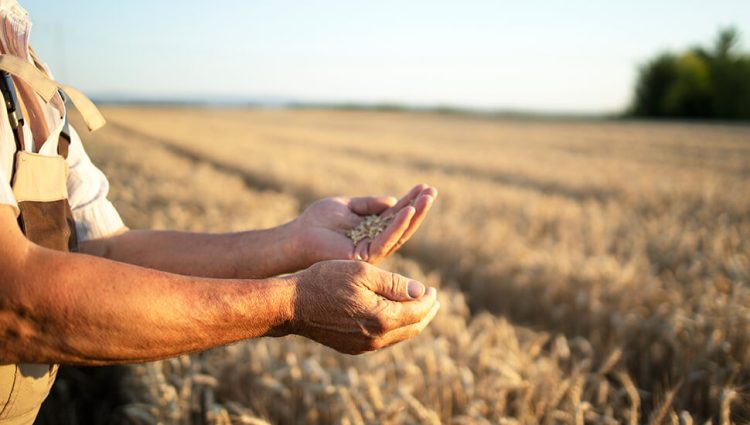 RZS: Proizvodnja pšenice za 9,6 odsto manja u odnosu na 2021. godinu