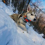 Naprava za zaštitu pasa koji neretko koštaju i do 10.000 evra potiče iz Srbije