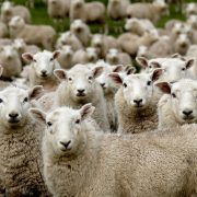 Privrednici će tražiti od Vlade Srbije da podstakne razvoj stočarstva