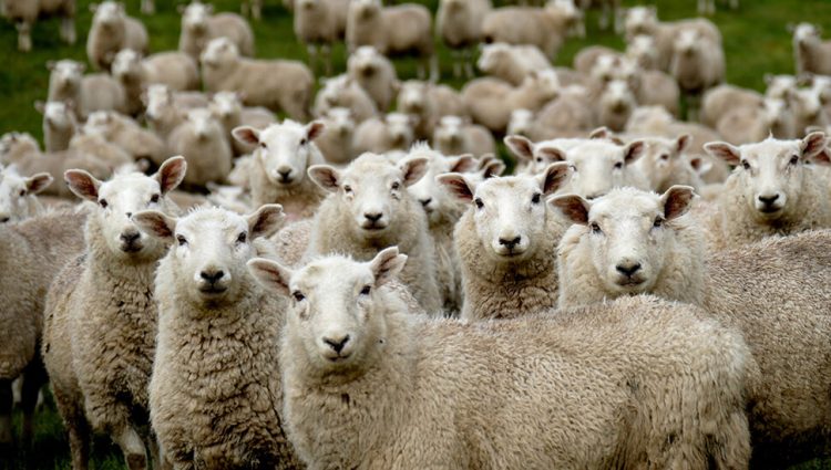 Privrednici će tražiti od Vlade Srbije da podstakne razvoj stočarstva