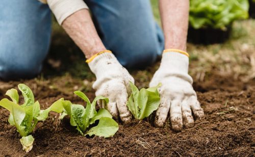 Ministarstvo poljoprivrede uvelo nove subvencije, preciziraju se pravila za stare