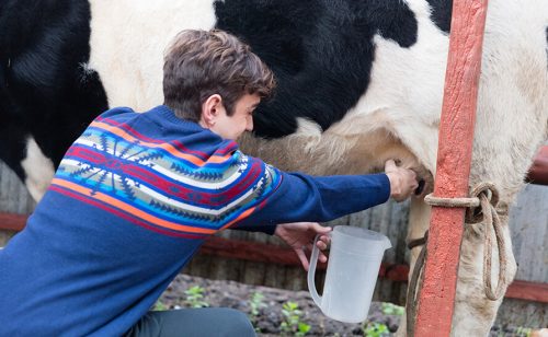 Raspisan javni poziv za premiju za mleko za četvrti kvartal 2025. godine