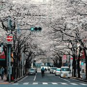 Otvoren konkurs za Sakura stipendije, dobitnici putuju u Japan
