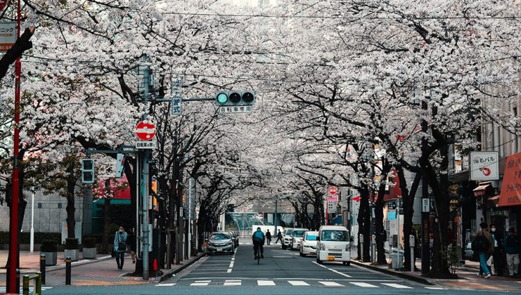 Otvoren konkurs za Sakura stipendije, dobitnici putuju u Japan