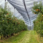 Protivgradna mreža za hektar voćnjaka 2.400 evra