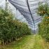 Protivgradna mreža za hektar voćnjaka 2.400 evra