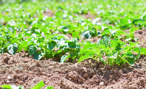 NALED: Regenerativna poljoprivreda u Strategiji poljoprivrede i ruralnog razvoja 2026-2034