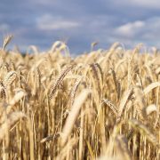 Bugarska zabranila uvoz žitarica iz Ukrajine
