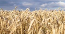 Prinosi pšenice zbog suše u Srbiji manji do 30 odsto