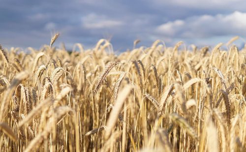 Raste tražnja za pšenicom