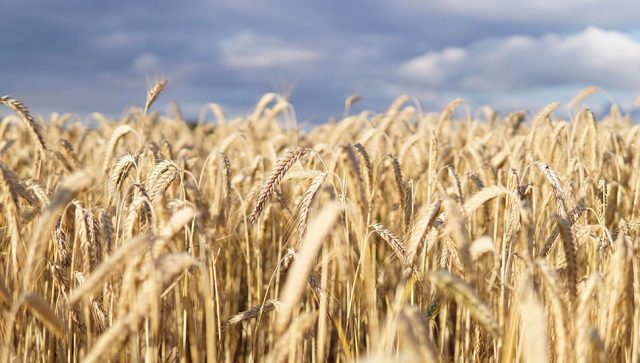Pad cena pšenice i kukuruza na Produktnoj berzi