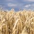 Raste tražnja za pšenicom
