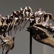 Skelet gorgosaurusa prodat na aukciji za šest miliona dolara