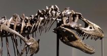 gorgosaurus-skelet.jpg