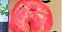 Pobednički paradajz težak više od 1,5 kilograma