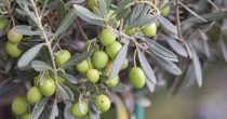 olive masline maslinovo ulje grana drvo maslina