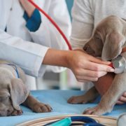 Na cene veterinarskih usluga u Srbiji najviše utiču cene lekova