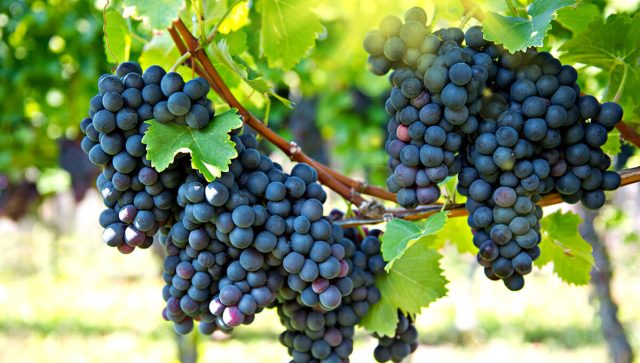 Sledeće godine u Srbiji više od 500 vinarija