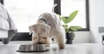 cute-dog-eating-home hrana za kućne ljubimce pas kuca ljubimac