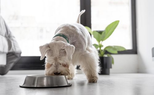 Srpski startap Smartsy obezbedio investiciju od 500.000 evra