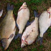 Dramatičan rast uvoza rečne ribe, domaći proizvođači u lošijem položaju od konkurencije