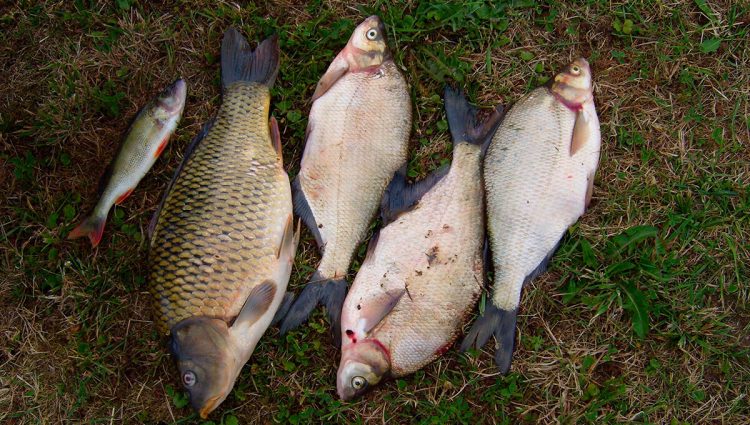 Dramatičan rast uvoza rečne ribe, domaći proizvođači u lošijem položaju od konkurencije