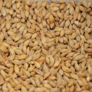 Prvi utisci poljoprivrednika govore da je rod pšenice loš