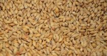 U Srbiji više pšenice, soje, repe, suncokreta, a manje kukuruza, malina i višanja