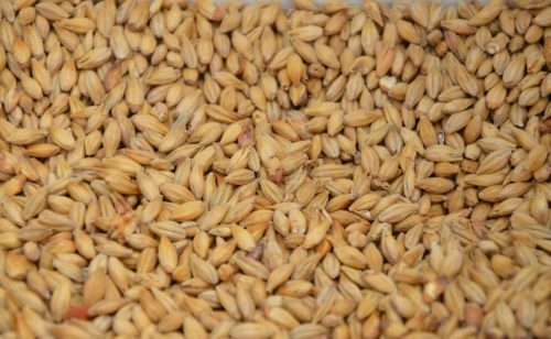 Rekordni višak pšenice krajem juna iznosiće najmanje 1,3 miliona tona
