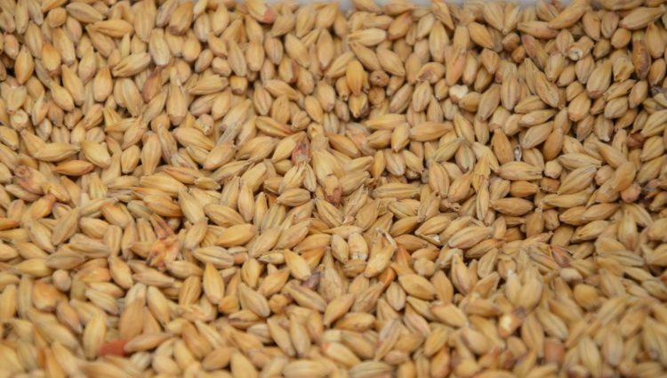 Domaću pšenicu nema ko da kupi, a očekuje se izuzetan rod ove godine