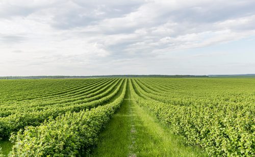 Cilj nove Strategije poljoprivrede Srbije -prehrambeni suverenitet