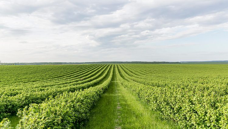 Srpski poljoprivrednici mogli bi kao holandski da zarade 37.000 evra po hektaru