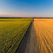 Povećana tražnja, a snižene cene kukuruza i pšenice