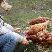 Uprava za veterinu pojačala nadzor u Srbiji zbog pojave bolesti kod živine u Crnoj Gori