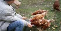 Uprava za veterinu pojačala nadzor u Srbiji zbog pojave bolesti kod živine u Crnoj Gori close-up-kid-feeding-chickens